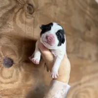 Sylvester, a male Great Pyrenees for sale in Alma, GA – Photo 2 of 6