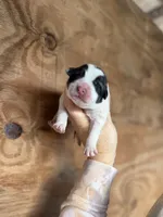 Sylvester, a male Great Pyrenees for sale in Alma, GA – Photo 1 of 4