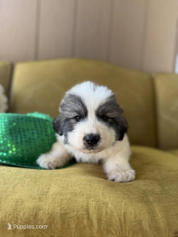 Sylvester – Great Pyrenees puppy for sale in Alma, GA