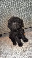 Moe, a male Miniature Goldendoodle for sale in Alma, GA – 2 of 4