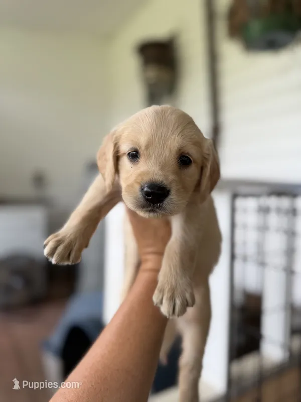 Sunshine – Golden Retriever puppy for sale in Alma, GA