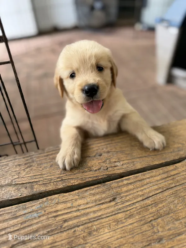 Hank – Golden Retriever puppy for sale in Alma, GA