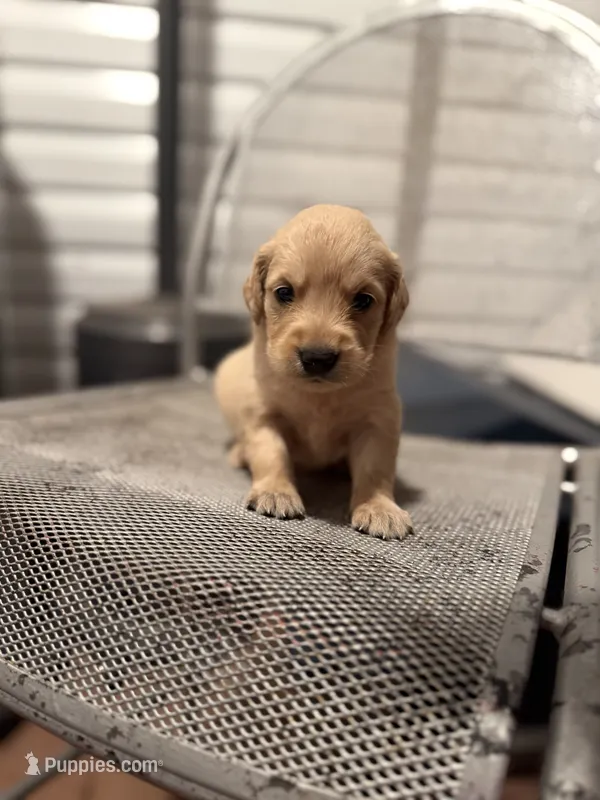 Sunshine – Golden Retriever puppy for sale in Alma, GA