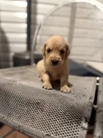 Sunshine, a female Golden Retriever for sale in Alma, GA – 1 of 4