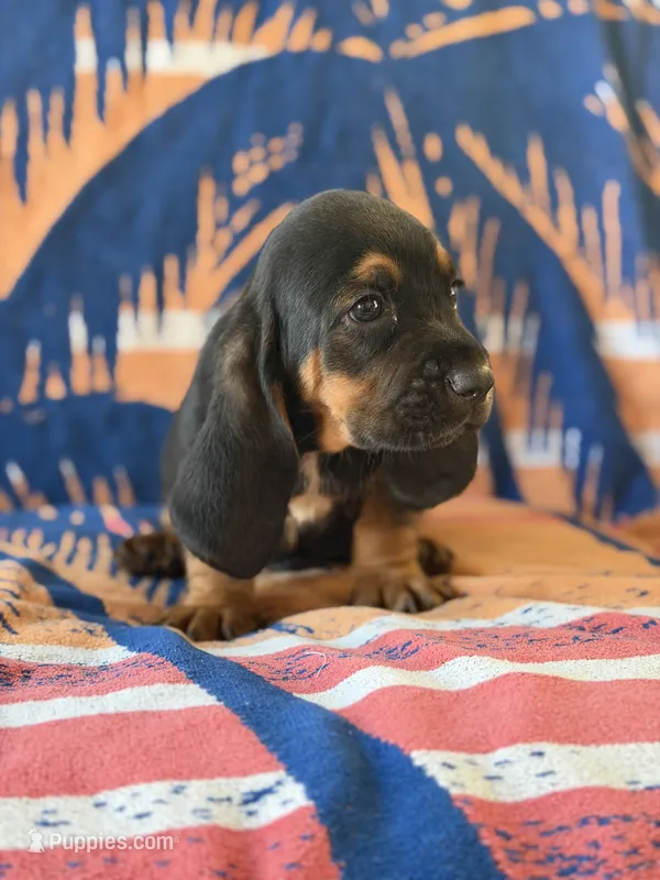 Hank – Basset Hound puppy for sale in Alma, GA