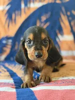 Rover, a male Basset Hound for sale in Alma, GA – 7 of 10