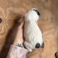 Lindsey, a female Great Pyrenees for sale in Alma, GA – Photo 3 of 7