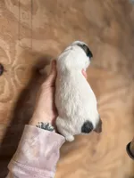 Lindsey, a female Great Pyrenees for sale in Alma, GA – Photo 2 of 4