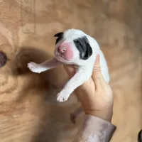 Lindsey, a female Great Pyrenees for sale in Alma, GA – Photo 2 of 7