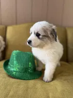 Lindsey, a female Great Pyrenees for sale in Alma, GA – Photo 7 of 7