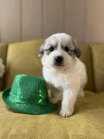 Lindsey, a female Great Pyrenees for sale in Alma, GA – Photo 6 of 7