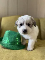 Lindsey, a female Great Pyrenees for sale in Alma, GA – Photo 1 of 7