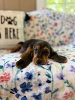 Rover, a male Basset Hound for sale in Alma, GA – 10 of 10