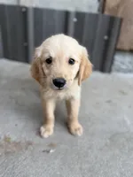 Wallen, a male Golden Retriever for sale in Alma, GA – 8 of 9