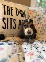 Tri, a male Basset Hound for sale in Alma, GA – 1 of 5