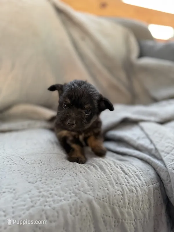 Rose – Pomeranian, Miniature Australian Shepherd puppy for sale in Alma, GA