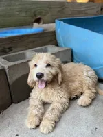 Cash, a male Miniature Goldendoodle for sale in Alma, GA – 9 of 10