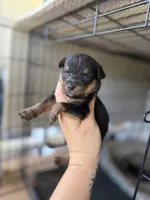 Daisy , a female Pomeranian and Miniature Australian Shepherd for sale in Alma, GA – 2 of 3