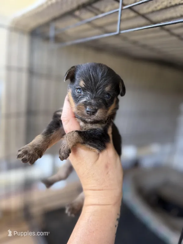 Daisy  – Pomeranian, Miniature Australian Shepherd puppy for sale in Alma, GA