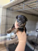 Daisy , a female Pomeranian and Miniature Australian Shepherd for sale in Alma, GA – 3 of 3