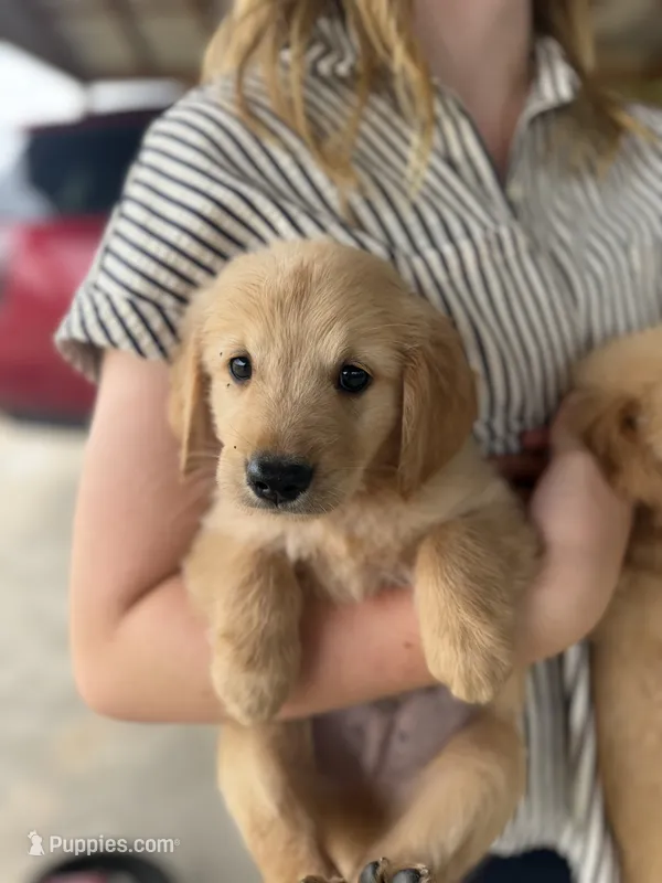 Wallen – Golden Retriever puppy for sale in Alma, GA