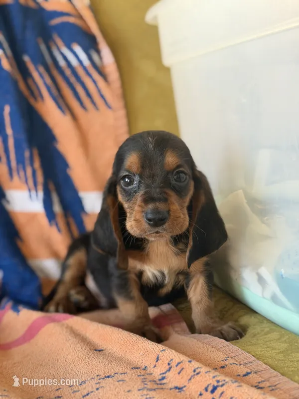 Rover – Basset Hound puppy for sale in Alma, GA