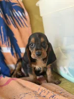 Rover, a male Basset Hound for sale in Alma, GA – 2 of 10