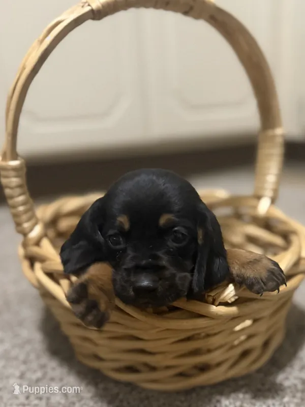 Willis – Basset Hound puppy for sale in Alma, GA