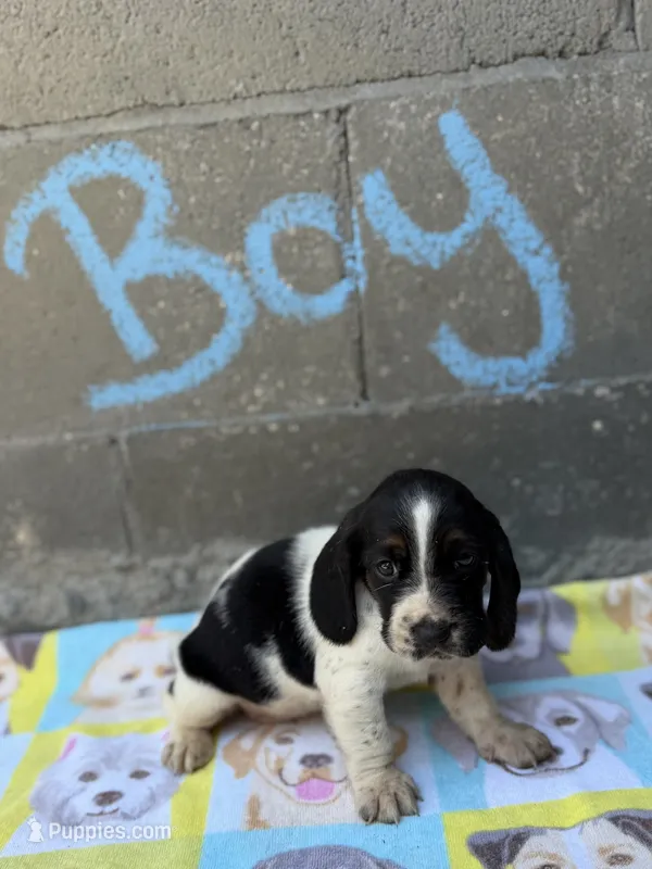 Spot – Basset Hound puppy for sale in Alma, GA
