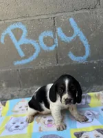 Spot, a male Basset Hound for sale in Alma, GA – 1 of 5