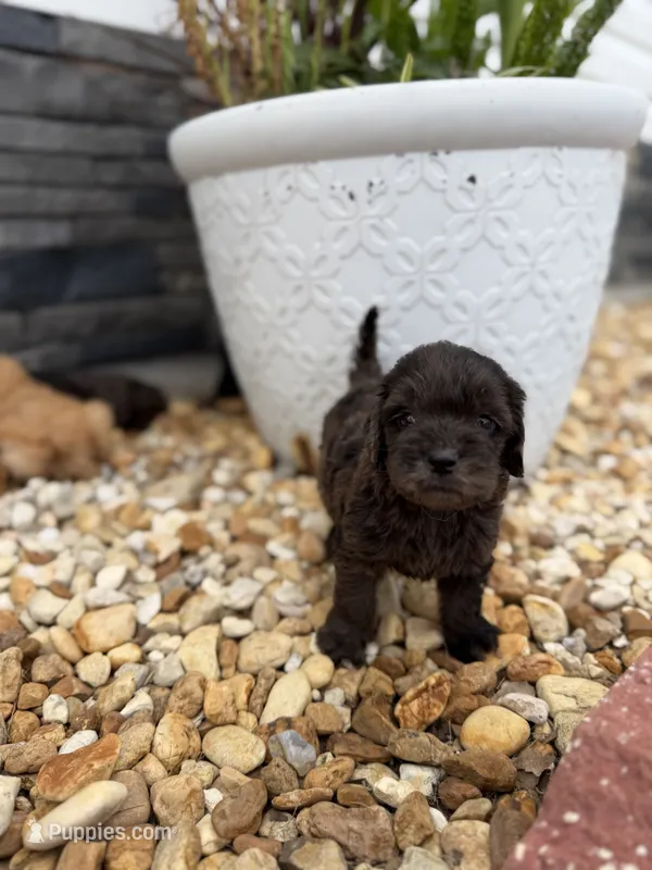 Blue – Miniature Goldendoodle puppy for sale in Alma, GA
