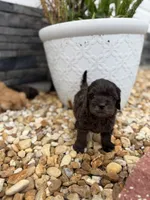Blue, a male Miniature Goldendoodle for sale in Alma, GA – 1 of 4