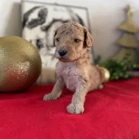 Chris, a male Miniature Goldendoodle for sale in Alma, GA – Photo 8 of 9