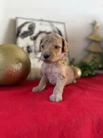 Chris, a male Miniature Goldendoodle for sale in Alma, GA – Photo 8 of 9