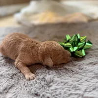 Chris, a male Miniature Goldendoodle for sale in Alma, GA – Photo 5 of 9
