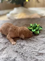 Chris, a male Miniature Goldendoodle for sale in Alma, GA – Photo 5 of 9