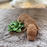 Chris, a male Miniature Goldendoodle for sale in Alma, GA – Photo 6 of 9