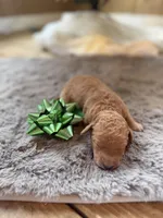 Chris, a male Miniature Goldendoodle for sale in Alma, GA – Photo 6 of 9