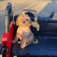 Chris, a male Miniature Goldendoodle for sale in Alma, GA – Photo 9 of 9