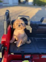 Chris, a male Miniature Goldendoodle for sale in Alma, GA – Photo 9 of 9