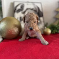 Chris, a male Miniature Goldendoodle for sale in Alma, GA – Photo 7 of 9