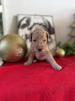 Chris, a male Miniature Goldendoodle for sale in Alma, GA – Photo 7 of 9