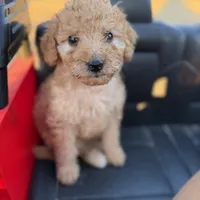Chris, a male Miniature Goldendoodle for sale in Alma, GA – Photo 1 of 9