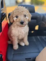 Chris, a male Miniature Goldendoodle for sale in Alma, GA – Photo 1 of 9