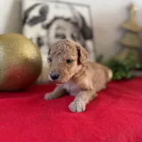 Chris, a male Miniature Goldendoodle for sale in Alma, GA – Photo 3 of 9
