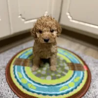 Chris, a male Miniature Goldendoodle for sale in Alma, GA – Photo 2 of 9