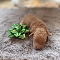 Chris, a male Miniature Goldendoodle for sale in Alma, GA – Photo 4 of 9