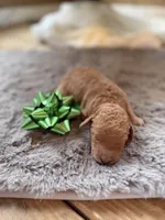 Chris, a male Miniature Goldendoodle for sale in Alma, GA – Photo 4 of 9