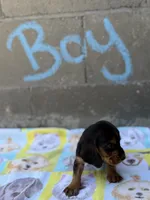 Rover, a male Basset Hound for sale in Alma, GA – 3 of 4