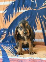 Rover, a male Basset Hound for sale in Alma, GA – 8 of 10
